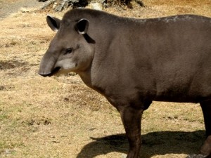 No... Not 'tapir' - taper.